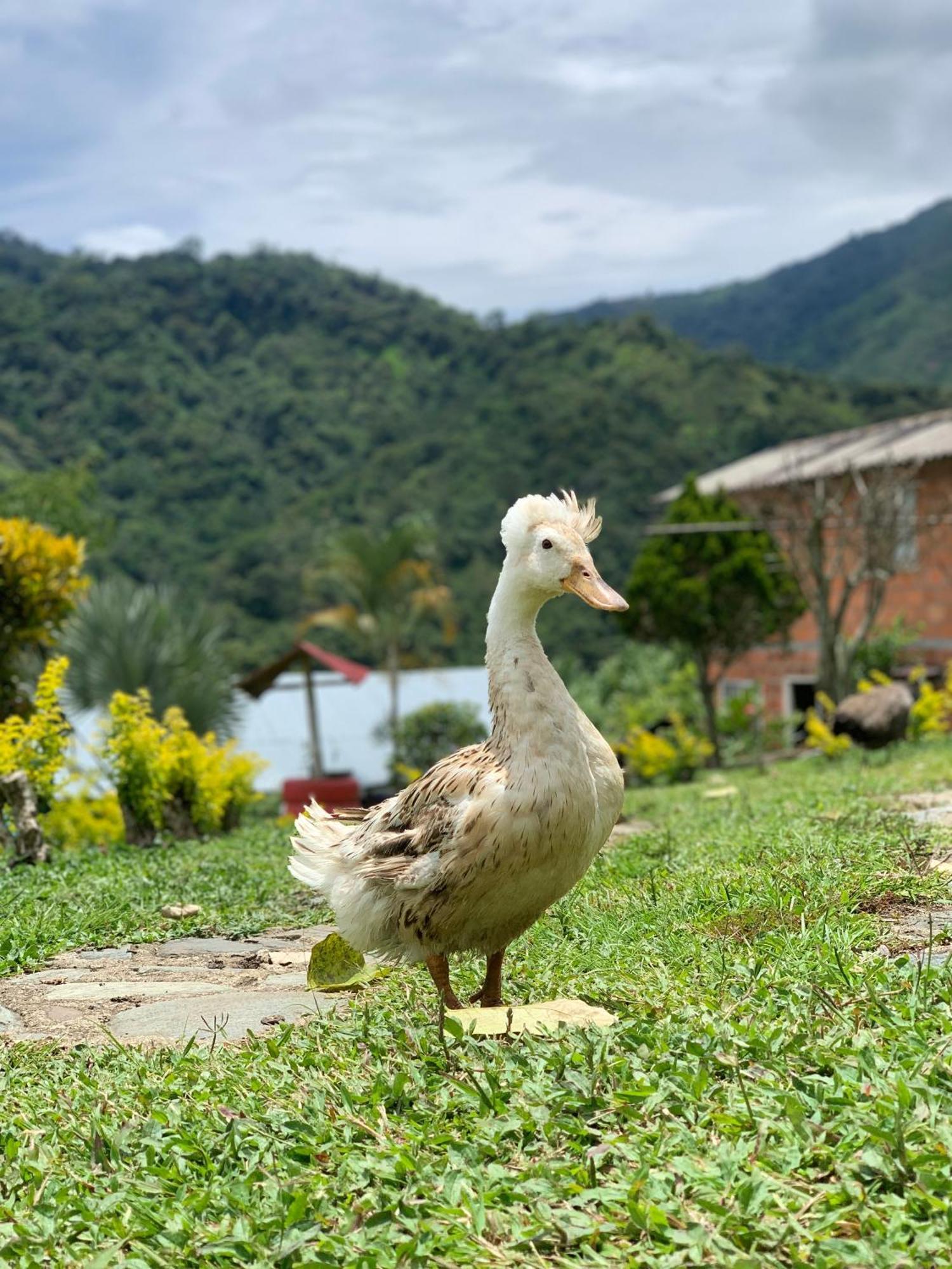 Finca Ecoparaiso Ibague Exterior photo